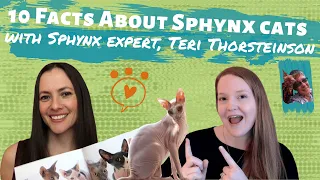 10 Facts About Sphynx Cats