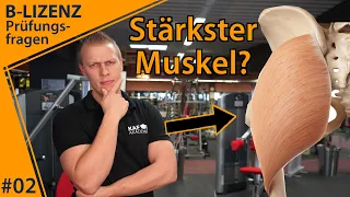 Was ist der stärkste Muskel im menschlichen Körper? | B-Lizenz Prüfungsfragen #2