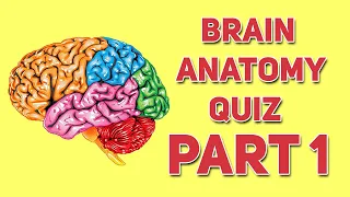 Brain Anatomy Quiz Part 1| Human Anatomy and Physiology