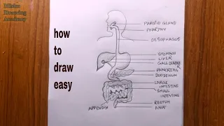 How to draw human digestive system drawing/human digestive drawing || Amazing art's ||