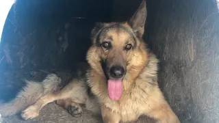 Будни во французской деревне. Собаки 🐕 убийцы😢😱ВЛОГ