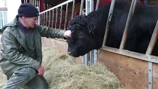 Low-Input Farming In The Uplands: World's End Farm, Wales (6/8)