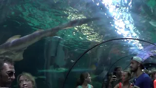 Tunnel Aquarium, Loro Parque, Tenerife - part 2