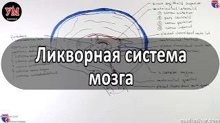 Ликворная система и желудочки головного мозга - meduniver.com