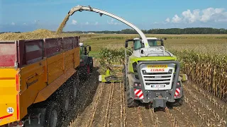 Corn silage harvest 2023 / Claas Jaguar 960 + 7x Fendt / Stassen