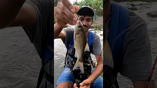 കുറുവാ പരൽ ഇതിലും കിട്ടുമോ.. 😱 | Ultralight Fishing | Fishing videos  | Viral videos | Tranding |