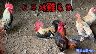 日本矮雞家族增加新成員囉!小雞仔隔離孵化後,6週成長全紀錄!!母雞帶小雞過程超溫馨!!Japanese bantam chick!