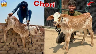 Cow Ka Baby Chori Kar Liya😱ll Waseem Sy Heavy Prank Hogya😍