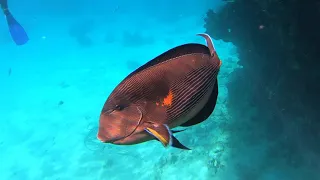 Fish at Reef Oasis Beach Resort, Ras Um Sid, Sharm El Sheikh, Egypt (1080p)