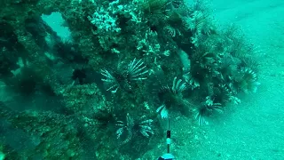 Last Lionfish Hunt of 2017