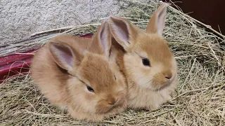 Кролики, Бургундской породы. Возраст 1 месяц.