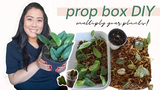 HOW TO MAKE A PROPAGATION BOX | intentional living | grow your plant collection for FREE