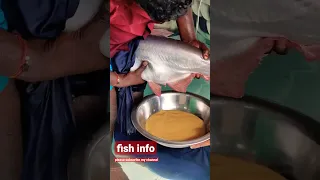 pangasius fish breeding