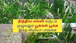 நித்திய மல்லி வருடம் முழுவதும் பூக்கள் பூக்க இப்படி செய்ங்க||how to grow nithya malli in terrace||