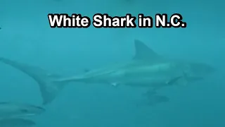 Great White Shark, Cape Hatteras, North Carolina, 2023. Scuba Diving Wreck of the SS Papoose