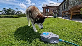 Can An Old Husky Learn New Tricks?