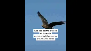 This simple trick could save thousands of birds from colliding with wind turbine blades.