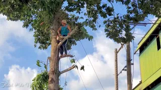 Pha Xử Lý Cây Dầu Ở Vị Trí Khó Của Vua Khỉ Miền Tây. Sawing a Dipterocarpus alatus tree (P1)