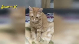 КОТЫ 2020 ПРИКОЛЫ С КОШКАМИ И КОТАМИ Смешные Коты и Кошки funny cats 2020