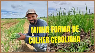 COMO COLHER ou TIRAR CEBOLINHA!! #horta #agricultura #colheita #CEBOLINHA