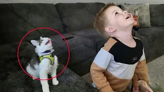 When your cat copies your every move 😂 Funny Cat and Human