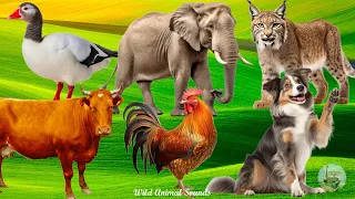 Happy Animal Moment Around Us: Puma, Horse, Elephant, Rabbit, Puppy, Kitten - Cute Little Animals