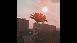 (FREE FOR PROFIT) "dandelions" - ukuele powfu x boywithuke type beat