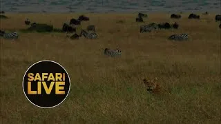 safariLIVE - Sunset Safari - August 29, 2018