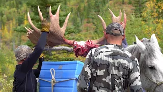 Hunting GIANT Moose in British Columbia!!