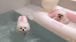 I Made a Swimming Pool with Unlimited Hot Water For My Puppies!