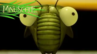 Minuscule - Cigale do Brazil/Cicada do Brazil (Season 1)