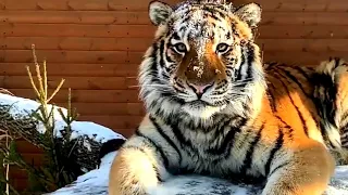 🐯 Тигр Зевс из Ленинградского зоопарка нежится на солнышке и ждет вместе с нами весну.