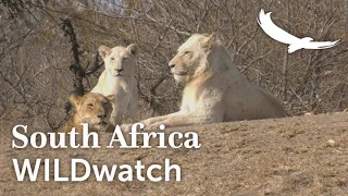 The white lions of Ngala | Ngala Private Game Reserve | South Africa | WILDwatch