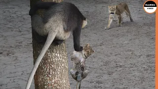 Baboons Specialize At Stealing Lion Babies