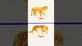 Liger 🦁 vs Tigon 🐅 Why are they different 🤔🤔🤔 #shorts #viralvideos