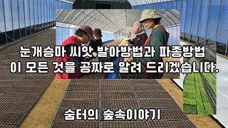 눈개승마 씨앗 발아방법과 파종방법 이 모든 것을 공짜로 알려 드리겠습니다.