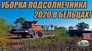 Уборка подсолнечника 2020! возле города Бельцы!Комбайн Case IH 5140 и жатка Dominoni