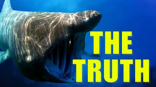Basking Shark Facts YOU Didn't Know