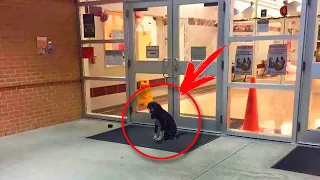 Поникший пес каждый день сидел у дверей школы. Причина поразила сотрудников!