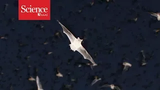 Meet “Chirocopter”: A drone that flies  within swarms of bats