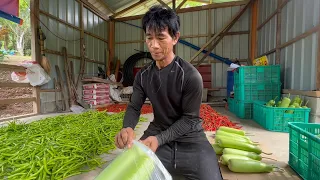 NATAGALAN mag HARVEST, SARADO na DINADALHANG PALENGKE, SAAN IBEBENTA NAPAKADAMING HARVEST NGAYON?