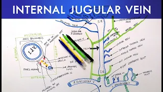 Internal Jugular Vein | Anatomy Tutorial