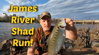 1st James River Shad ! Shad Fishing the James in Richmond