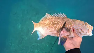 Nakakamatay na underwater sea creatures appears