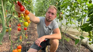 SIMPELT TRICK TIL AT FÅ ENDNU FLERE RØDE TOMATER