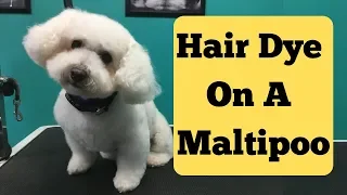 PURPLE HAIR DYE ON MALTIPOO