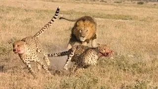Lion attack Cheetah   Male lion kills 2 cheetahs