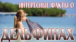 Интересные ФАКТЫ о ДЕЛЬФИНАХ