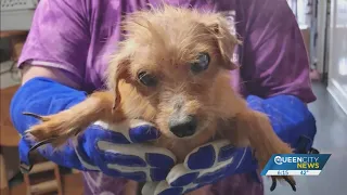 More than 50 dogs rescued in 'historic' Gaston County hoarding case