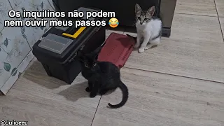 O Júlio é um gato preocupado com a família (ou é só uma desculpa pra me morder 🤔kkk).  #VLOG